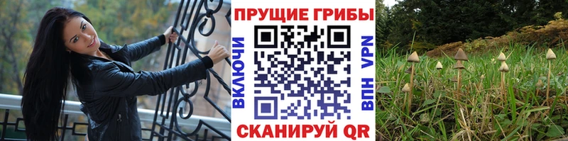 наркотики  Староминская  darknet как зайти  Галлюциногенные грибы мицелий 